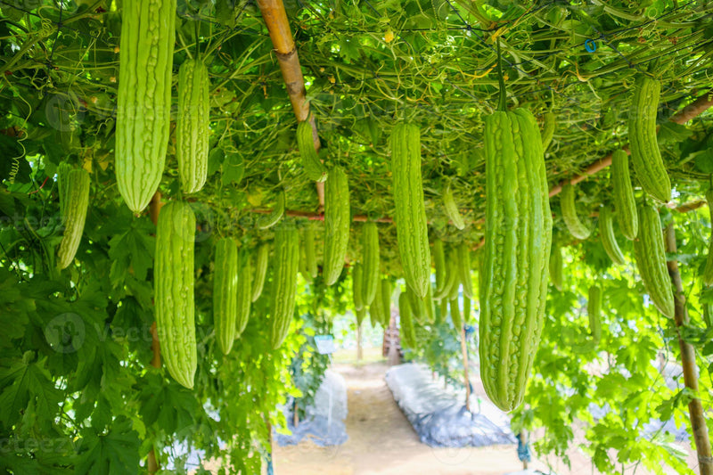 Melon Amer