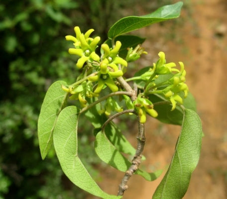 Gymnema Sylvestre