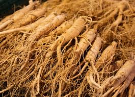 Panax Ginseng