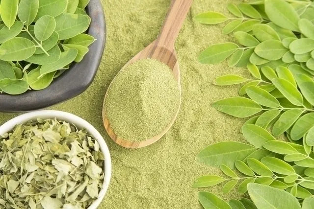 Feuille de Moringa